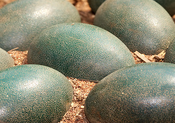 Image showing emu eggs