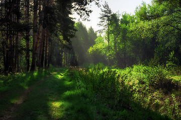 Image showing Path In The Summer Forest