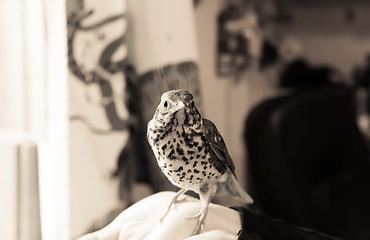 Image showing Bird Sitting On A Human Hand