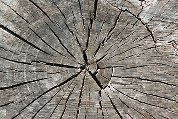 Image showing Old Weathered Tree Trunk Texture