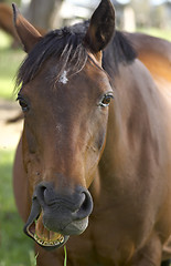 Image showing talking horse