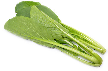 Image showing Choy sum vegetable