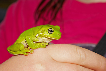 Image showing green tree frog