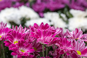 Image showing Chrysanthemum flower in the garden