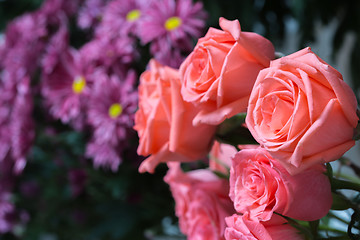 Image showing pink roses close up. Background.