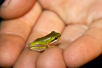 Image showing dwarf green tree frog