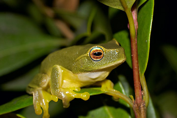 Image showing litoria caerulea