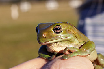 Image showing big old frog