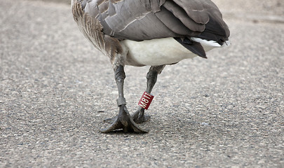 Image showing Goose Leg Banded