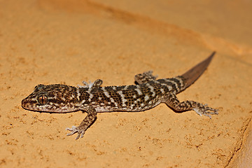 Image showing gecko on stone