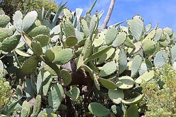 Image showing Cactuses