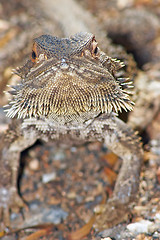 Image showing lizard looking into camera