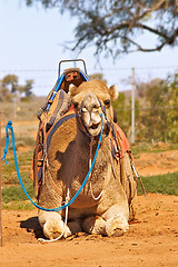 Image showing camel sitting with saddle