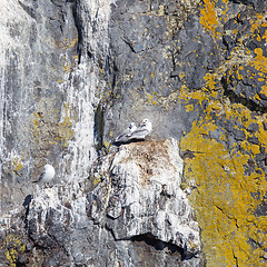 Image showing Black-legged kittiwake