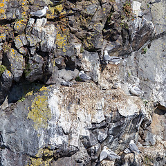 Image showing Black-legged kittiwake