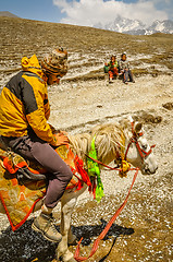 Image showing Tourist on horse