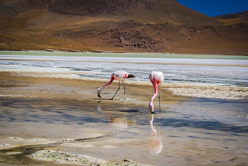 Image showing Flamingoes in water
