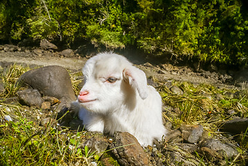 Image showing Small lying kid