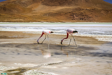 Image showing Feeding flamingoes in water