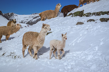 Image showing Old and young llama