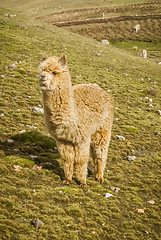 Image showing Young fluffy llama