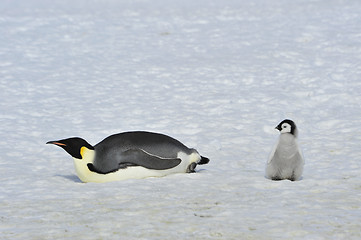 Image showing Emperor Penguins with chick