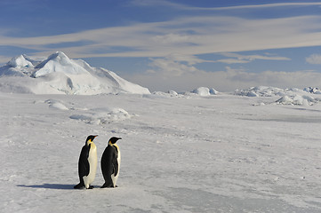 Image showing Emperor Penguin on the snow