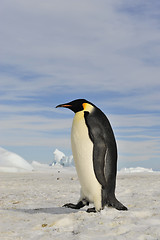 Image showing Emperor Penguin on the snow