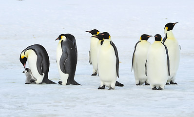 Image showing Emperor Penguins with chick