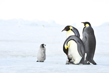 Image showing Emperor Penguins with chick