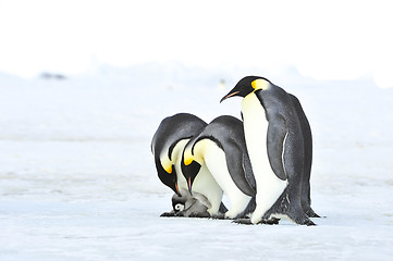 Image showing Emperor Penguins with chick