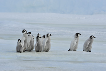 Image showing Emperor Penguin chicks in Antarctica