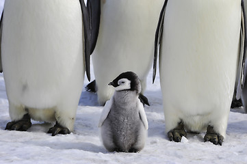 Image showing Emperor Penguins with chick