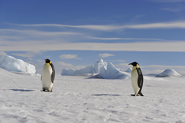 Image showing Emperor Penguin on the snow