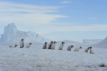 Image showing Emperor Penguin chicks in Antarctica