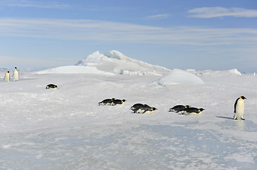 Image showing Emperor Penguin on the snow