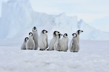 Image showing Emperor Penguin chicks in Antarctica