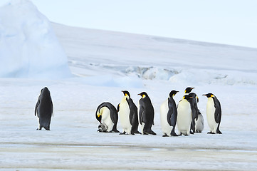 Image showing Emperor Penguins with chick