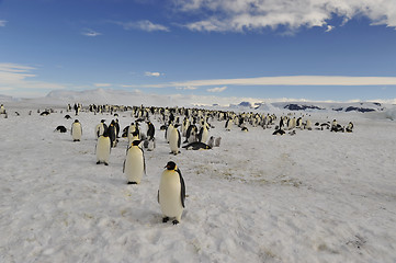 Image showing Emperor Penguins on the ice