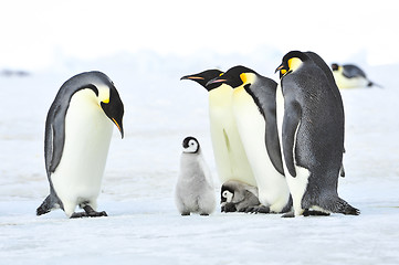 Image showing Emperor Penguins with chick