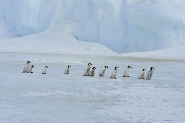 Image showing Emperor Penguin chicks in Antarctica