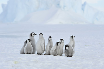 Image showing Emperor Penguin chicks in Antarctica