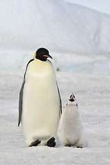 Image showing Emperor Penguin with chick