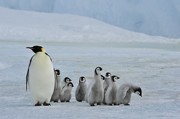 Image showing Emperor Penguins with chick