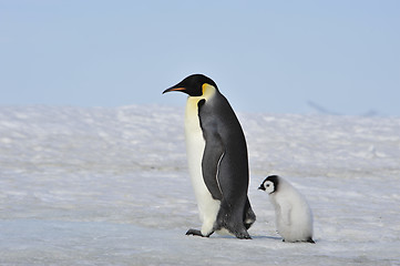 Image showing Emperor Penguin with chick