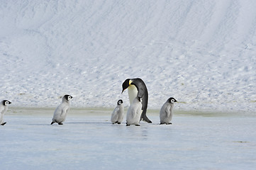 Image showing Emperor Penguins with chick