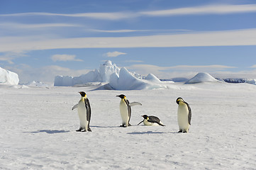 Image showing Emperor Penguin on the snow