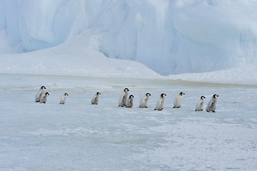 Image showing Emperor Penguin chicks in Antarctica