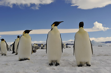 Image showing Emperor Penguins on the ice