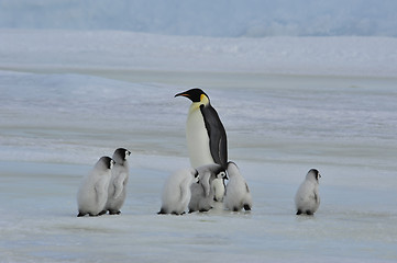 Image showing Emperor Penguins with chick